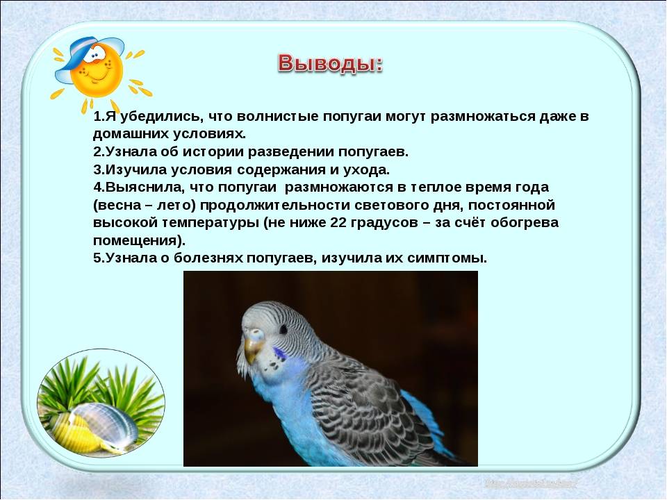История селекции волнистых попугаев - volnistye.ru
