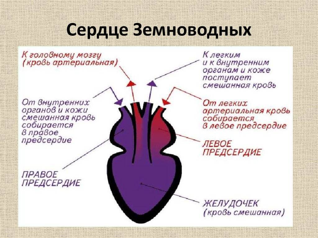 Сердце земноводных, подробное описание и характеристика