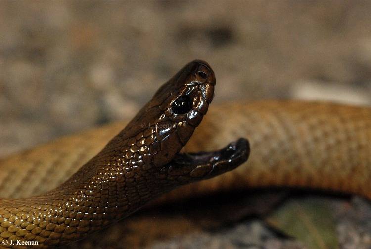 Змея тайпан (описание, места обитания, опасность для человека)