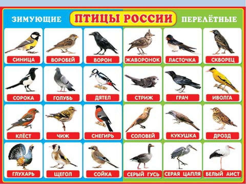Куда улетают птицы на зиму из россии и кто из них возвращается первыми?