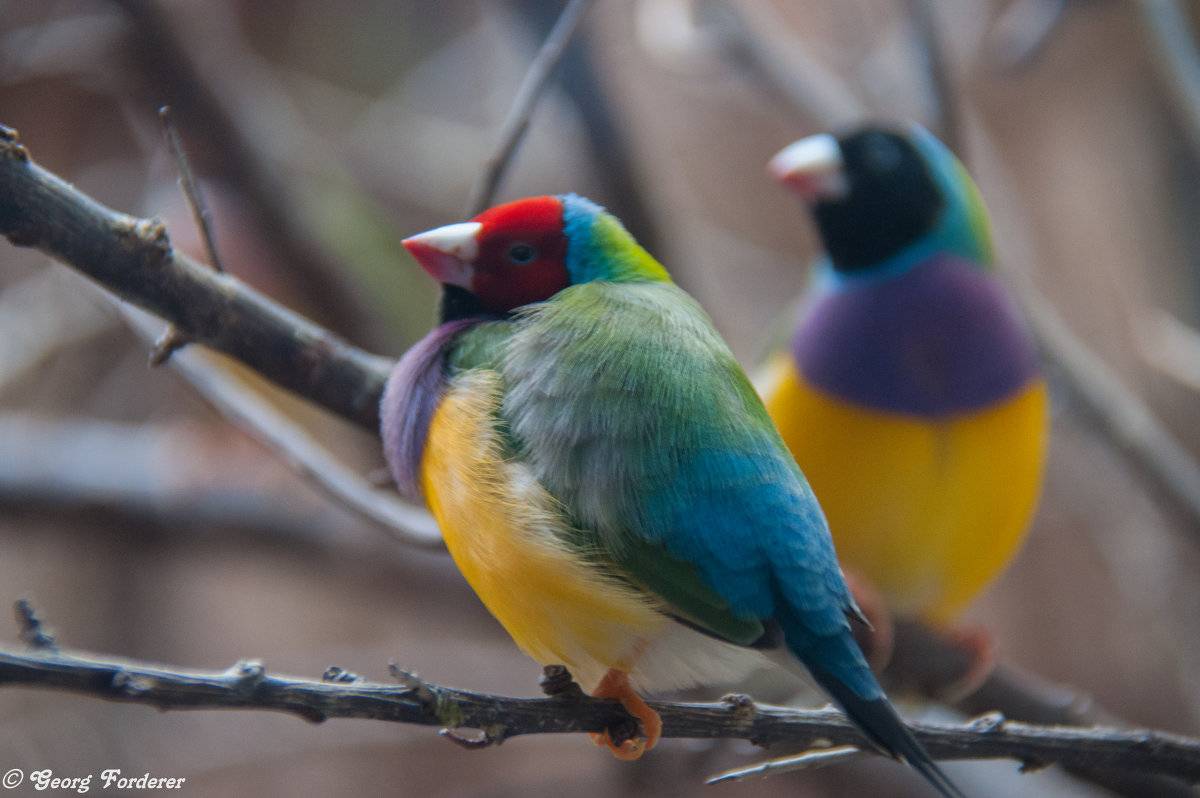 Интересные факты про австралийских птиц амадинов: виды, оперение, среда обитания
