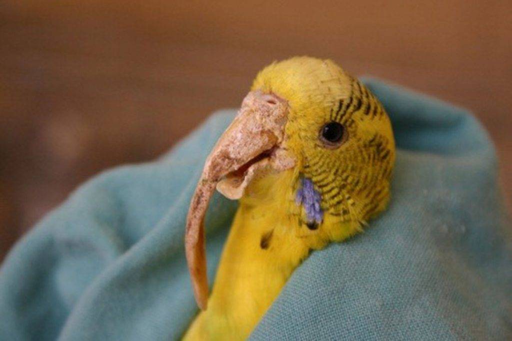 Наросты возле клюва у попугаев: причины появления, лечение