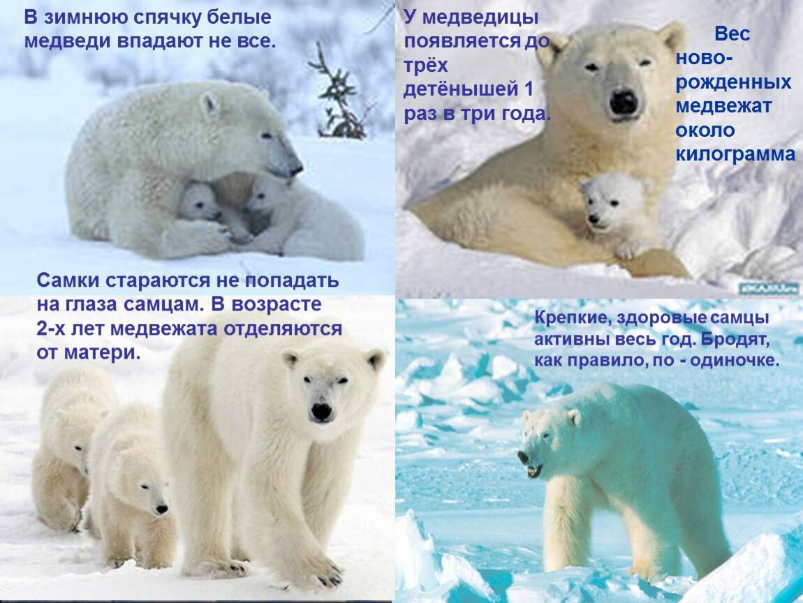Занятие по экологии «почему белые медведи не живут в лесу». воспитателям детских садов, школьным учителям и педагогам - маам.ру
