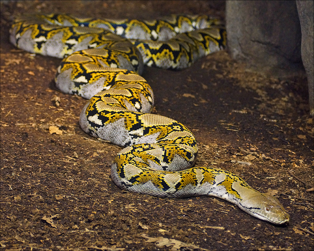 Доисторические змеи - топ 11 древних змей из эры мезозоя и кайнозоя — природа мира