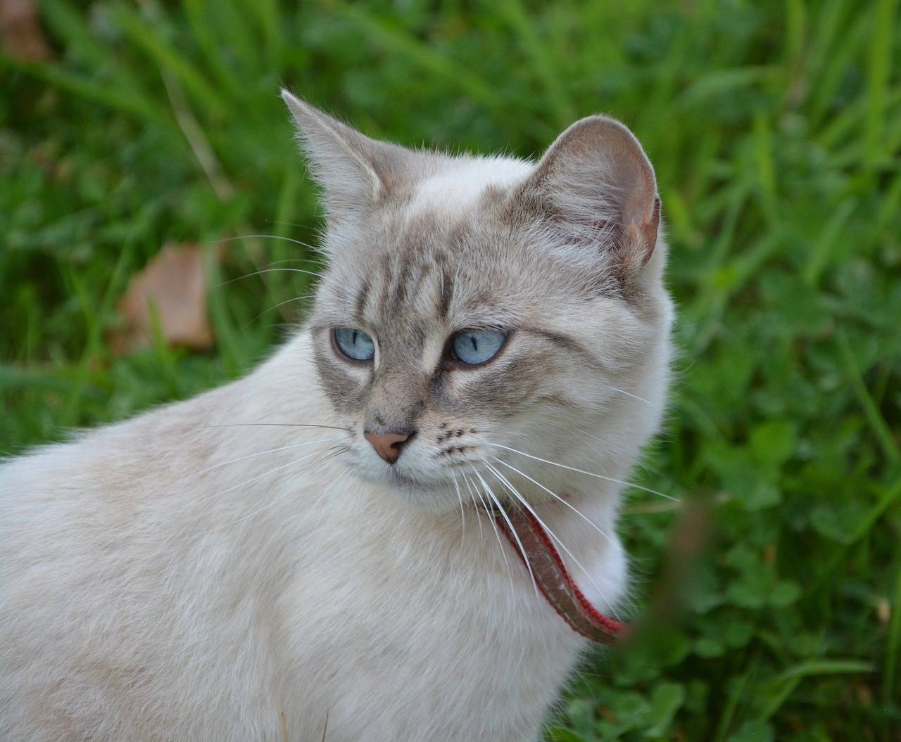 Охос азулес - голубоглазая кошка