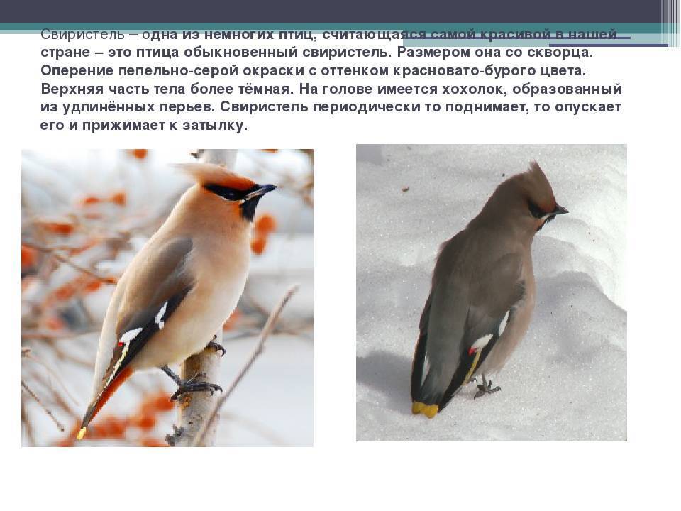 Свиристель: описание и фото, перелётная или зимующая птица