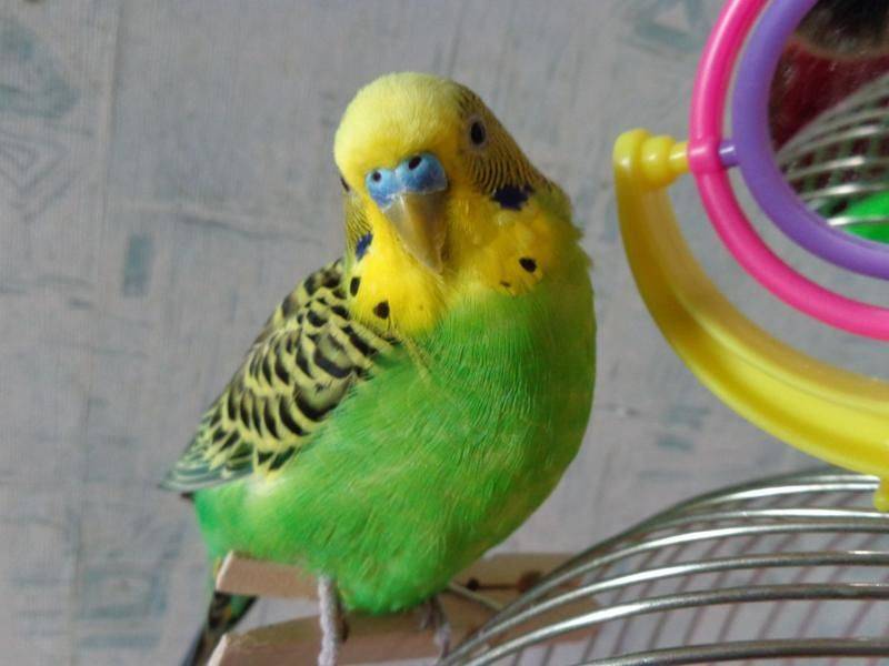 Каким словам и фразам научить для волнистых попугаев?