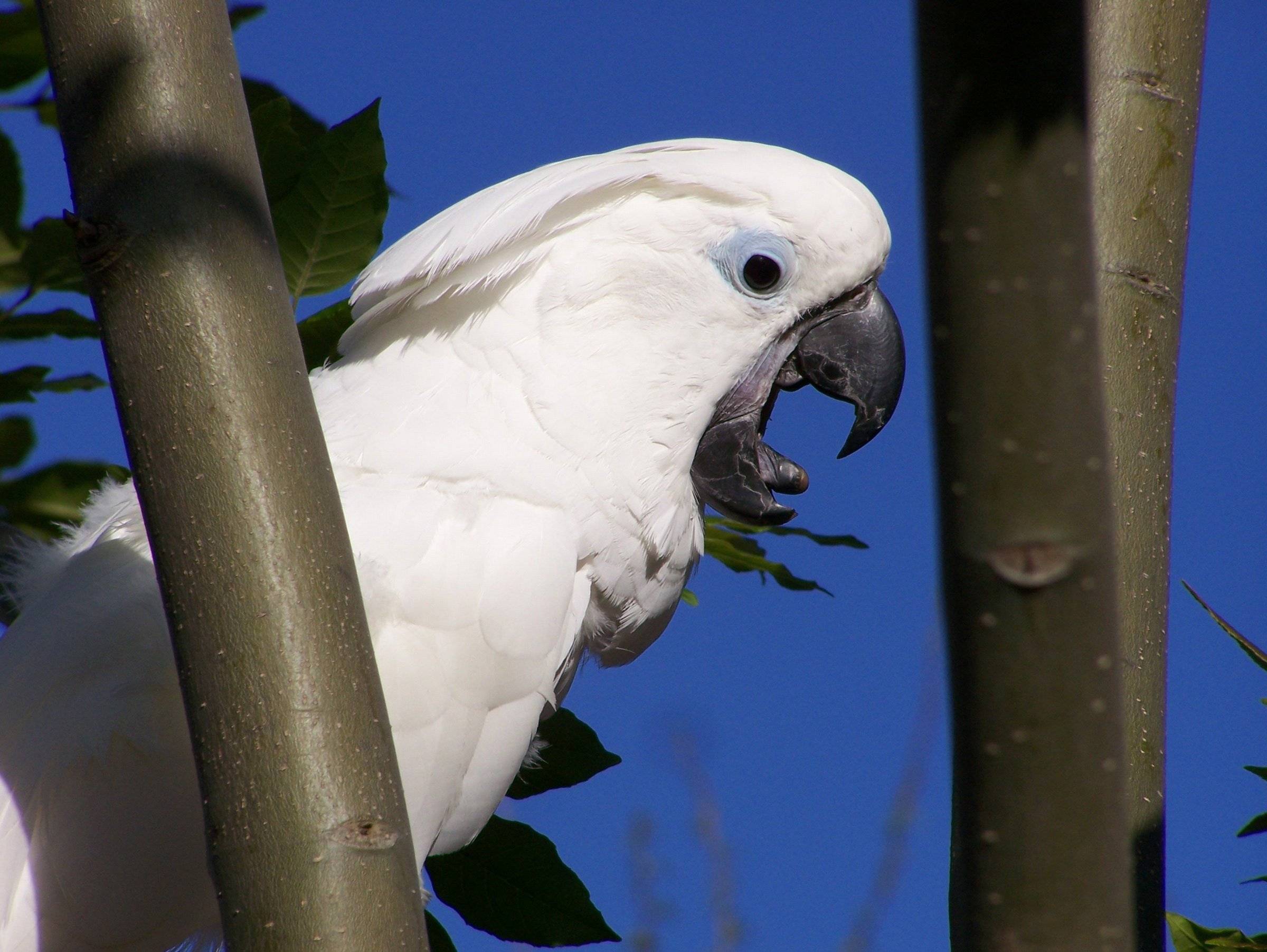 Попугай какаду: виды, ареал обитания, особенности