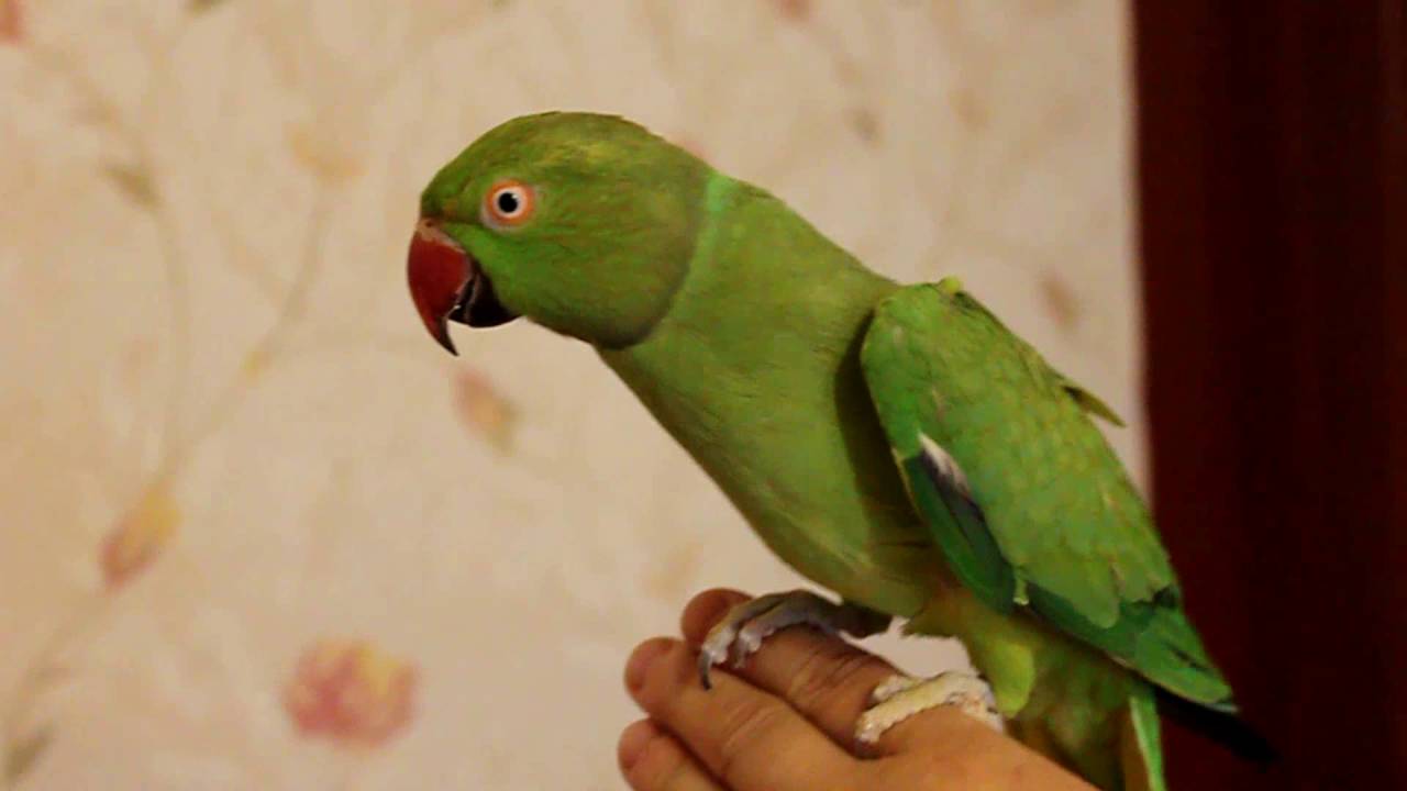 Ожереловый попугай – интеллектуальный питомец |