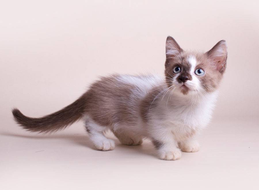 10 самых маленьких пород кошек