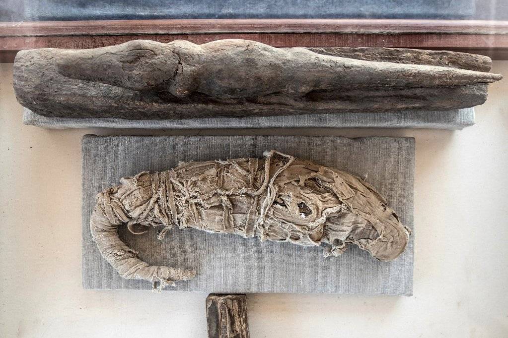 В древнем захоронении обнаружена мумифицированная голова попугая ара