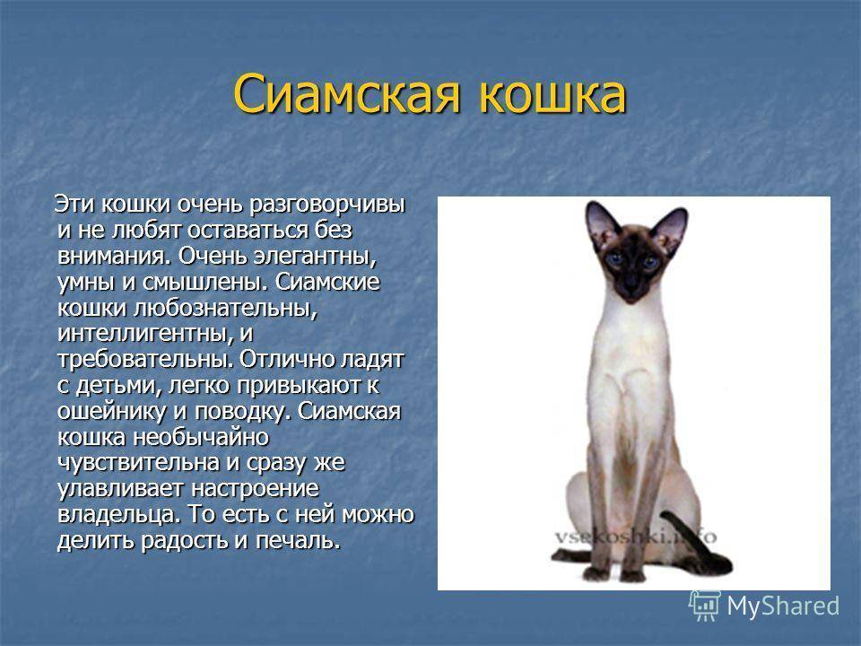 Сиамская кошка: фото, описание породы, окрасы, характер, повадки, отзывы владельцев и сколько лет живут?