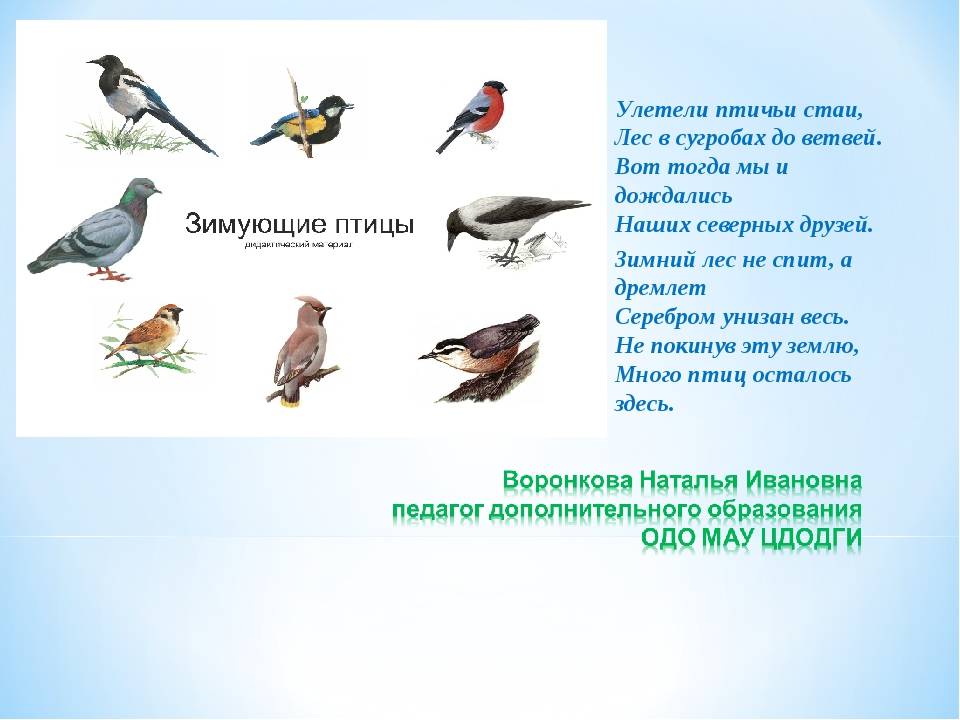 Голубь птица. описание, особенности, виды, образ жизни и среда обитания голубя