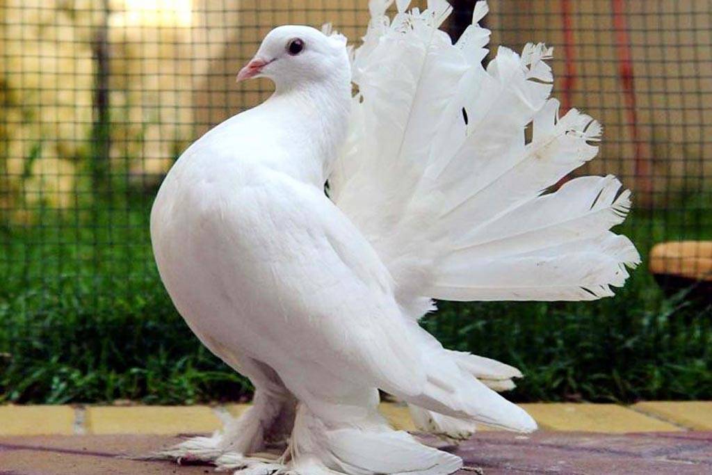 Голубь - 88 фото одной из наиболее распространенных птиц