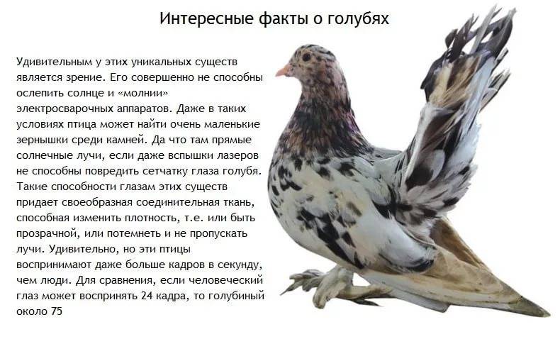 Интересные и удивительные факты о голубях