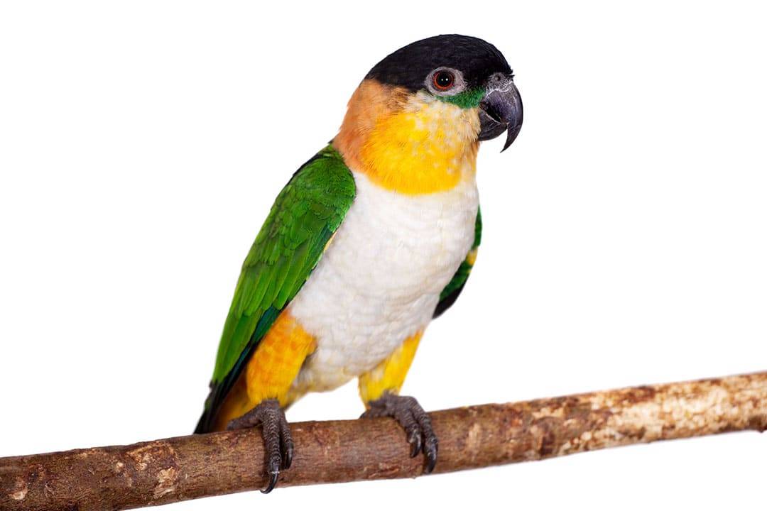 Попугай каик: описание, уход и содержание, продолжительность жизни
