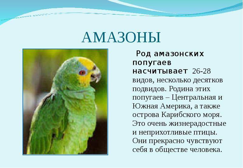Попугай ара: разновидности и содержание в неволе