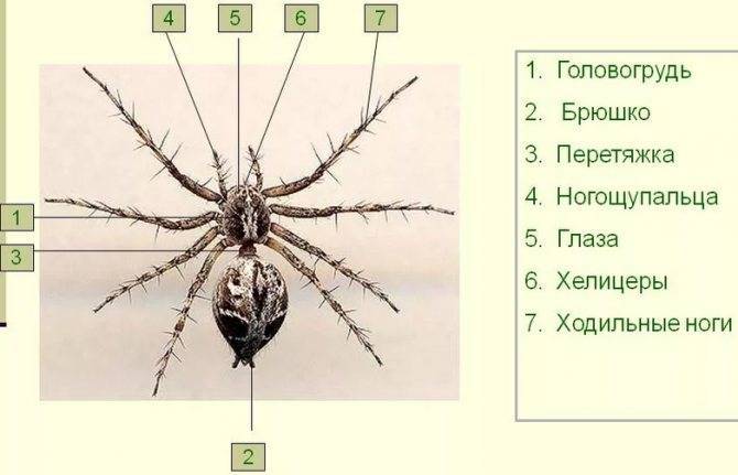Как отличить клеща от паука или жука