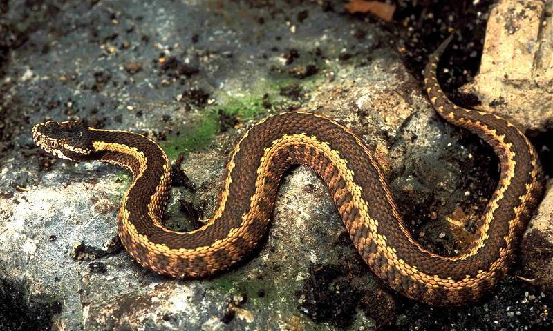 Змеи краснодарского края: фото, виды, описание