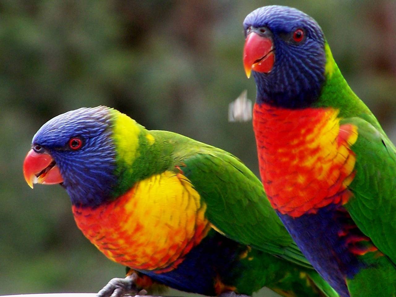 Сколько существует в мире пород попугаев, разные виды с названиями