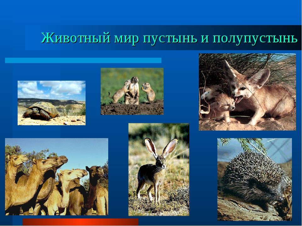 Животные пустыни россии: описание типичных обитателей природной зоны