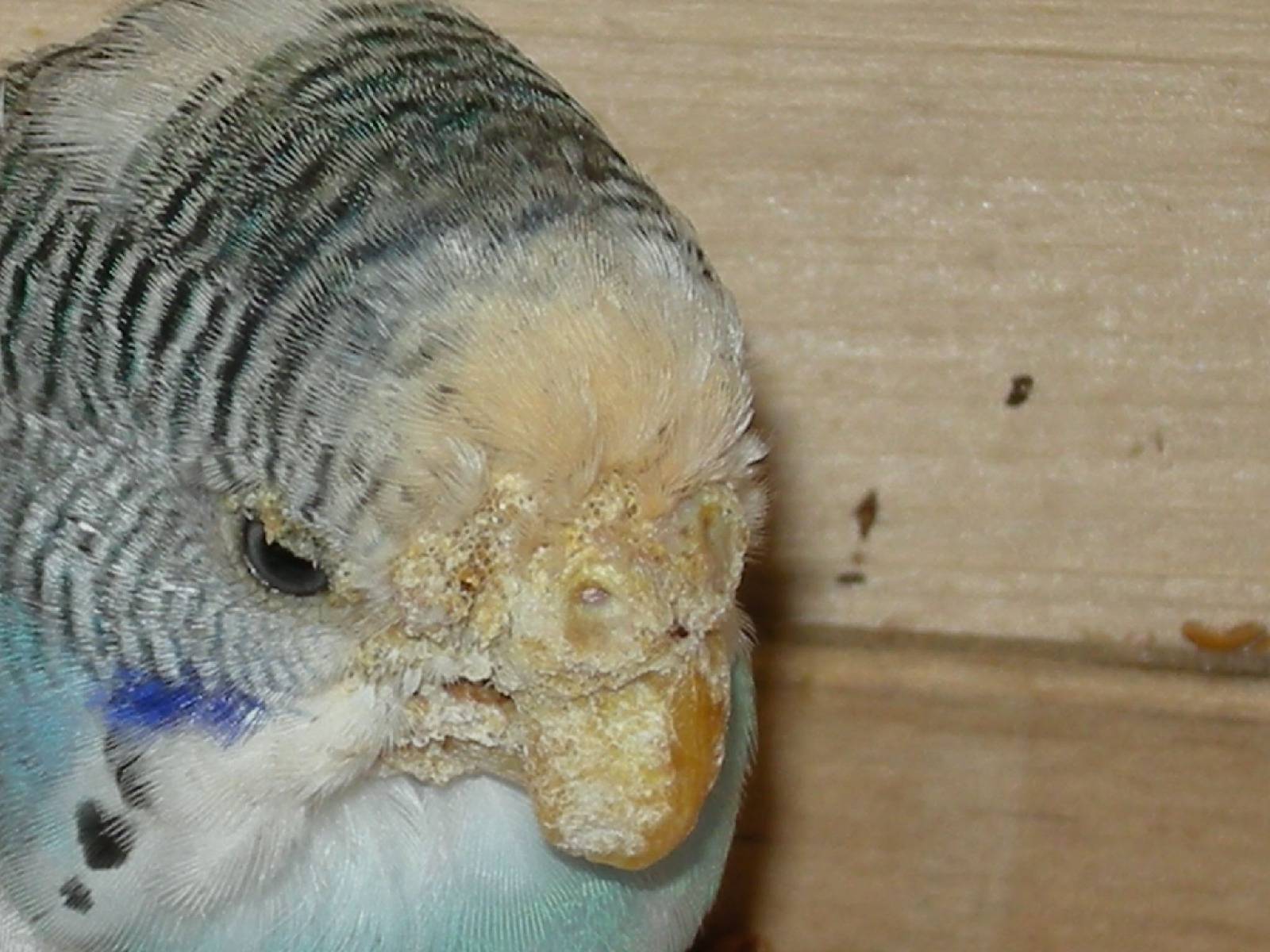 Основные болезни волнистых попугаев: симптомы, лечение