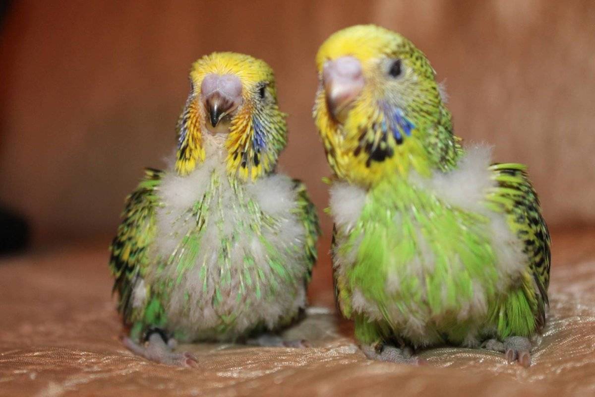 Попугай чех. образ жизни и среда обитания попугая чех