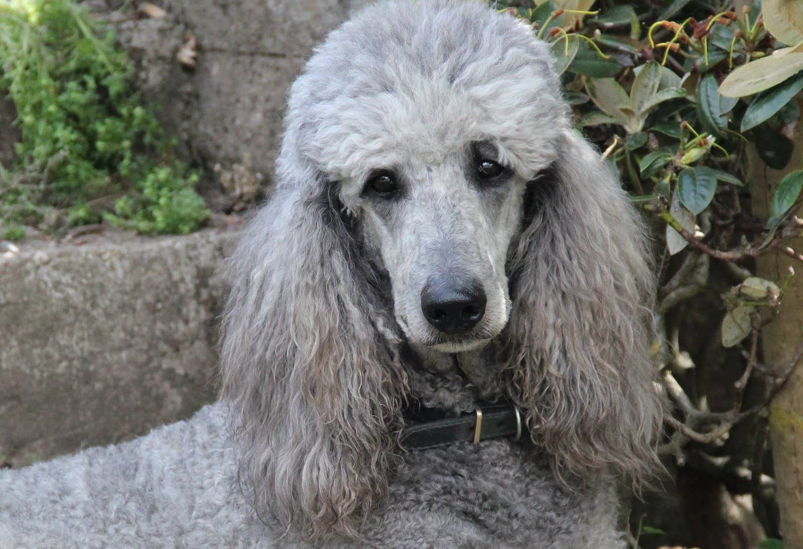 Порода собак королевский пудель: фото, видео, описание породы и характер