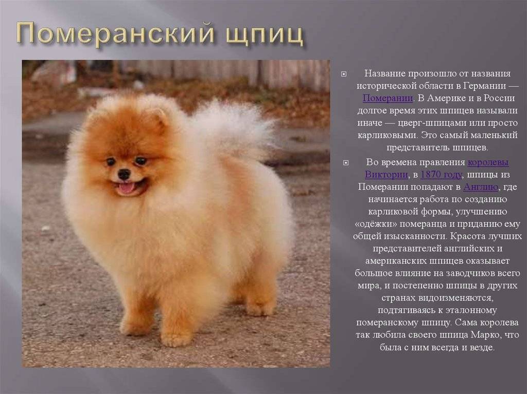 Породы собак с фотографиями и названиями — описание пород собак с фото