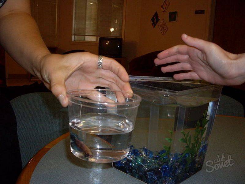 Как поменять воду в аквариуме на новую. как менять воду в аквариуме с рыбками. нужна ли дополнительная фильтрация