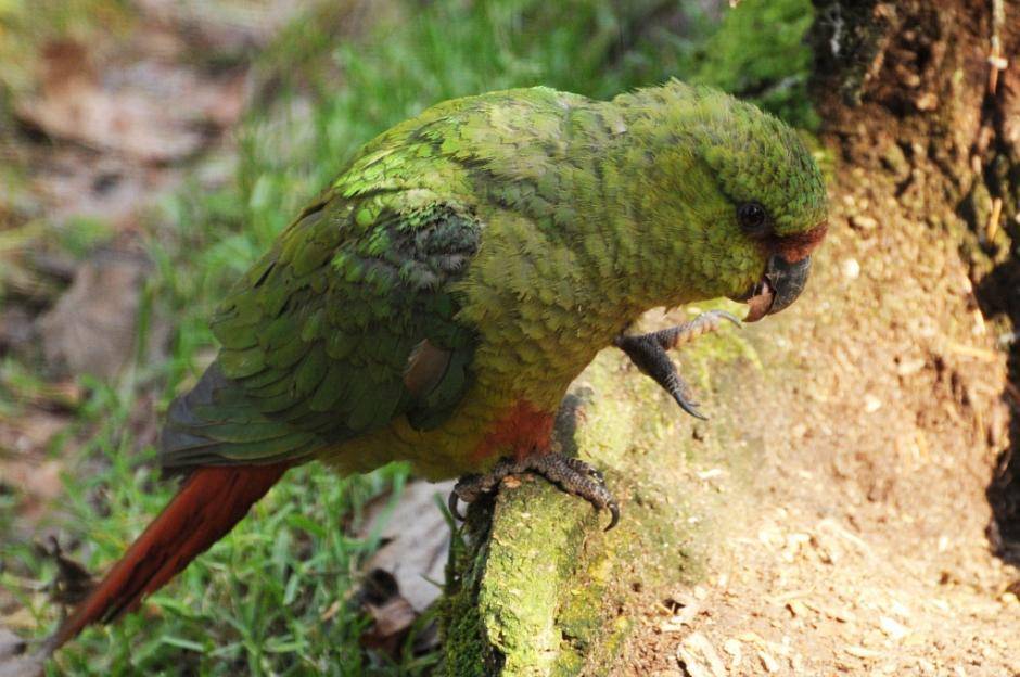 Лазурный травяной попугайчик : фото, описание, содержание wikipet.ru