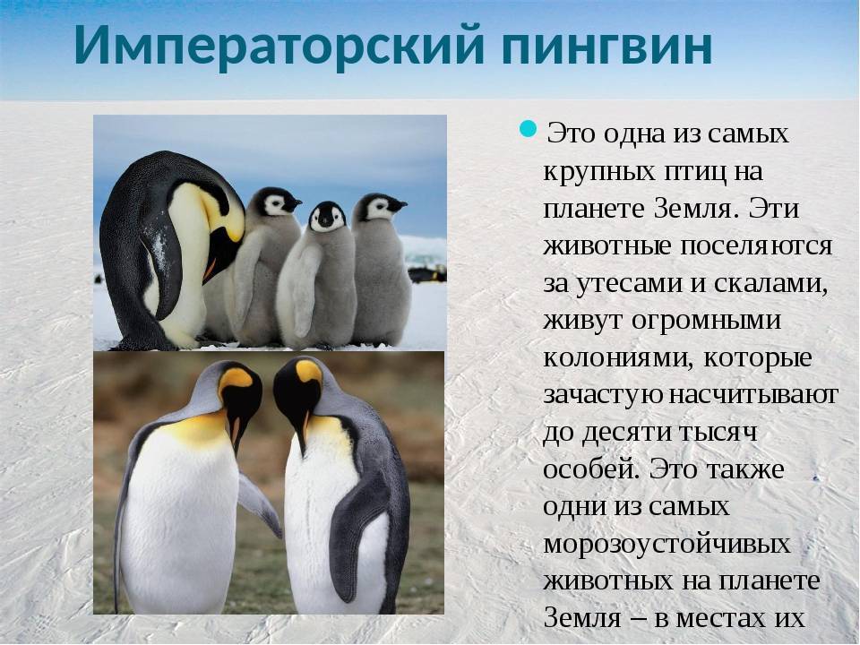 Пингвины – фото, описание, виды, ареал, рацион, враги