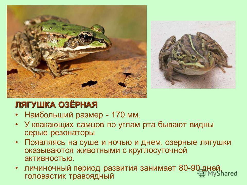 Земляная жаба на огороде. земляная жаба — земноводное с плохой репутацией. так ли это? икра земляной жабы