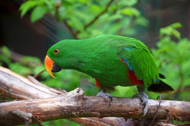 Зклектус - благородный зелено-красный попугай
