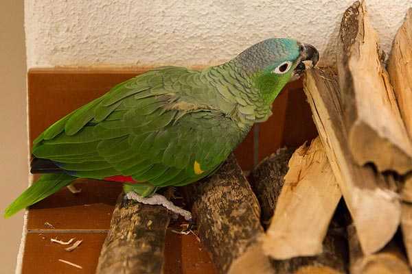 Амазон мюллера - описание, уход и содержание попугая