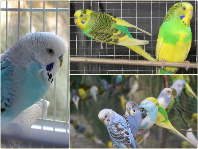 Что нужно знать о линьке у волнистых попугаев