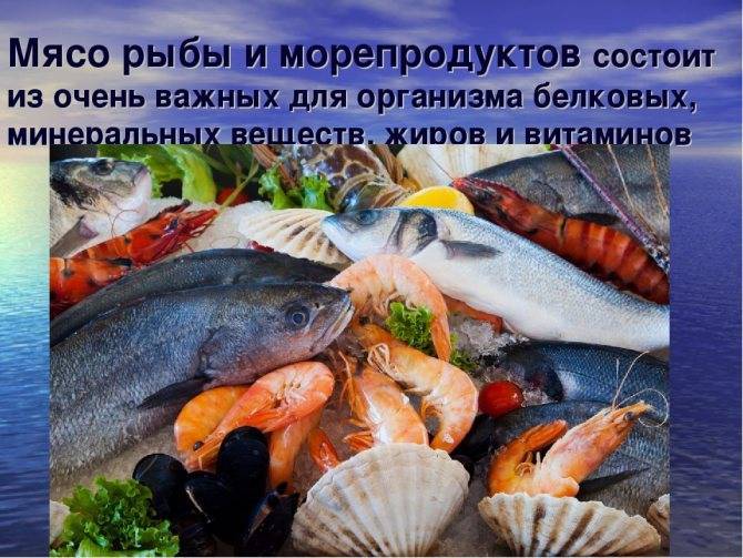 Польза мидий для здоровья, приготовление морепродукта, его состав и вред - red fox day