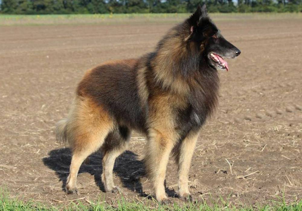 Бельгийская овчарка – универсальная собака