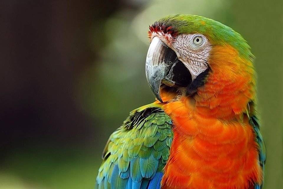 Попугай ара | описание, питание, размножение