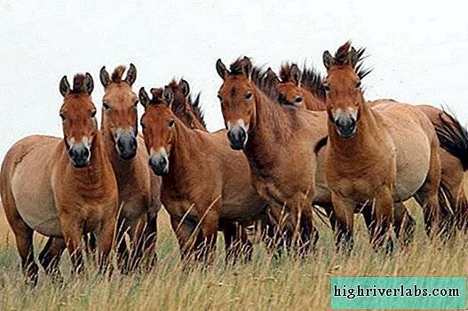 Лошадь пржевальского – фото, описание, ареал, рацион, враги, популяция