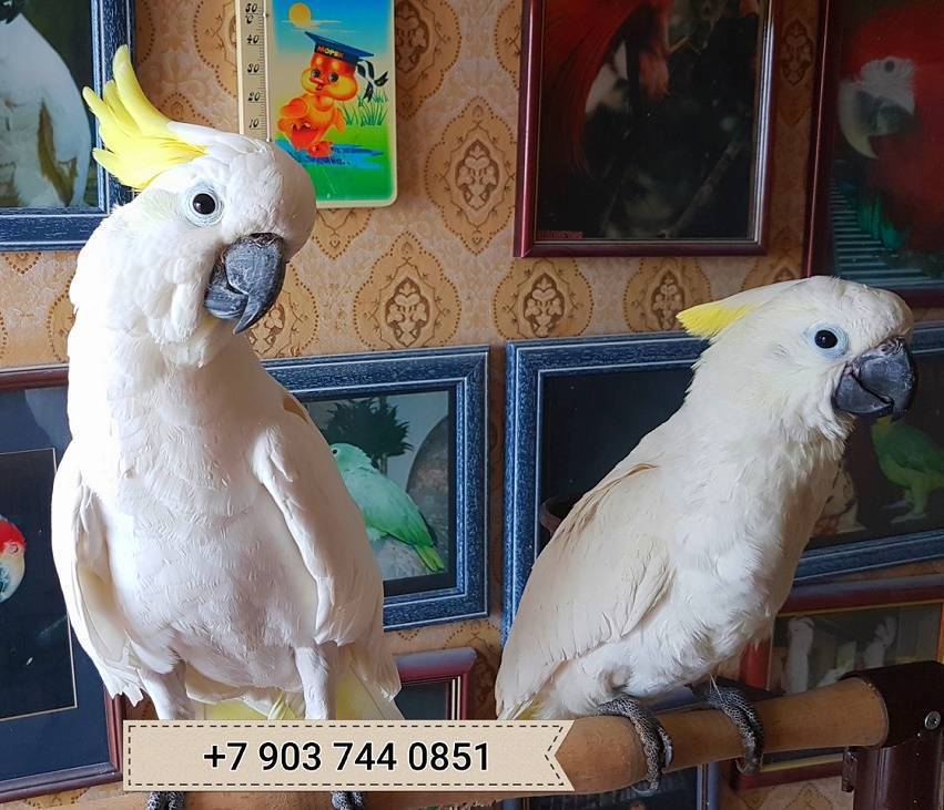 Сколько стоят различные виды попугая какаду