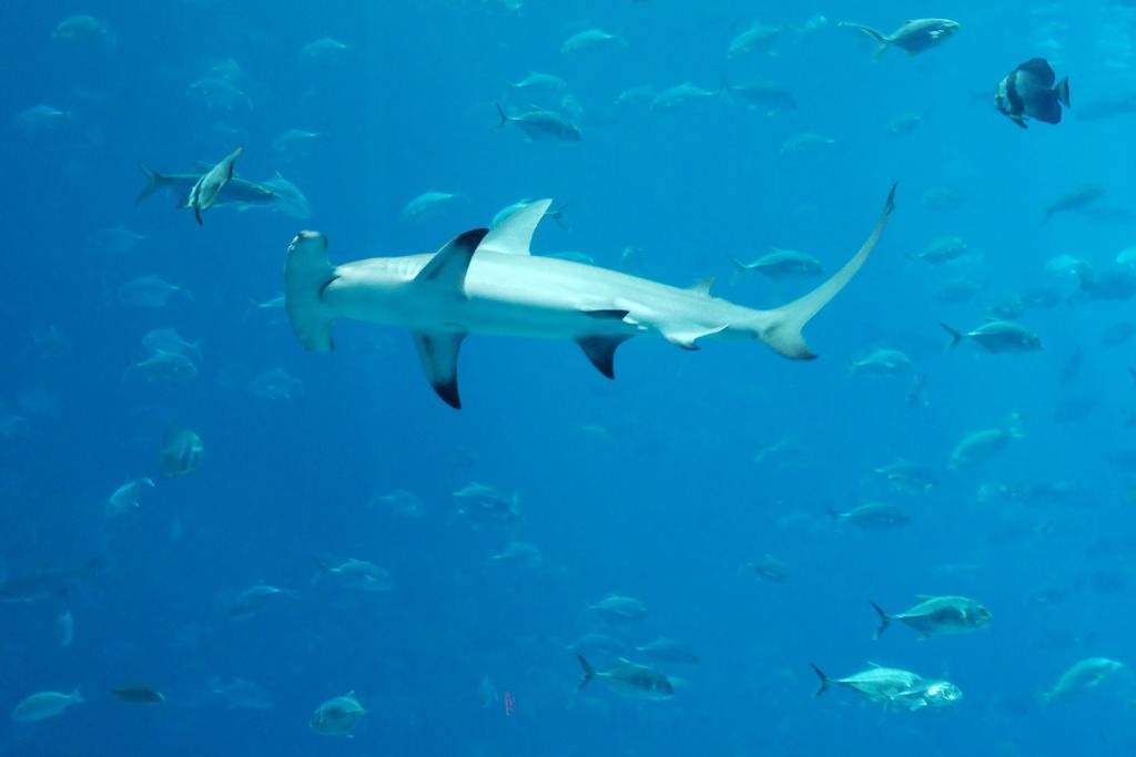 Рыба молот интересные факты для детей. гигантская акула-молот: описание и фото. отношения с человеком