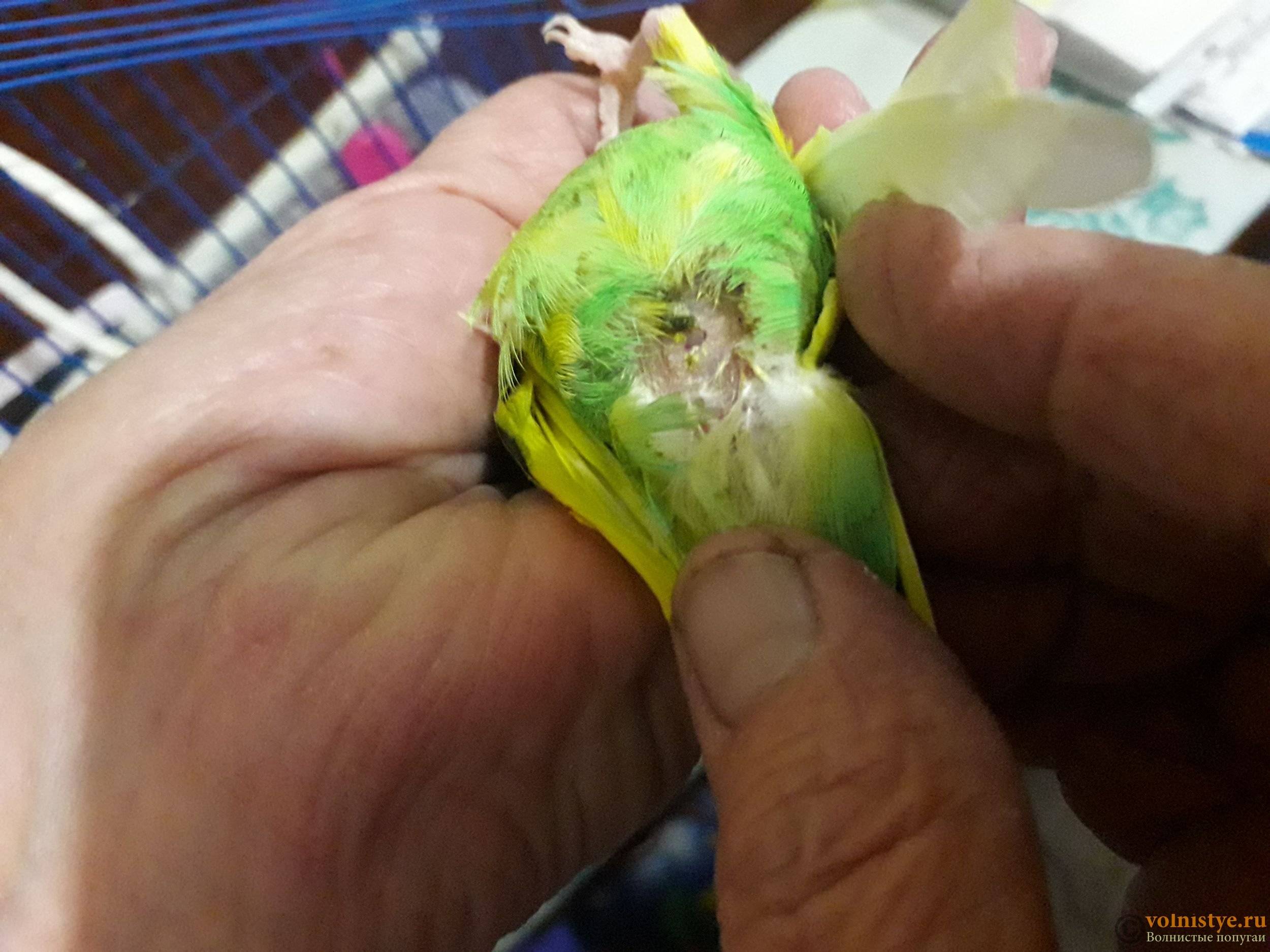 Причины осыпания перьев у попугаев: как происходит линька у корелл, на что обратить внимание