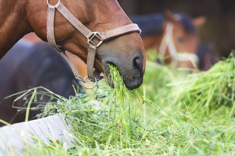 Кормление и поение лошади. особенности, режимы и нормы кормления