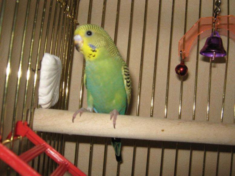 Как научиться дрессировать волнистых попугаев