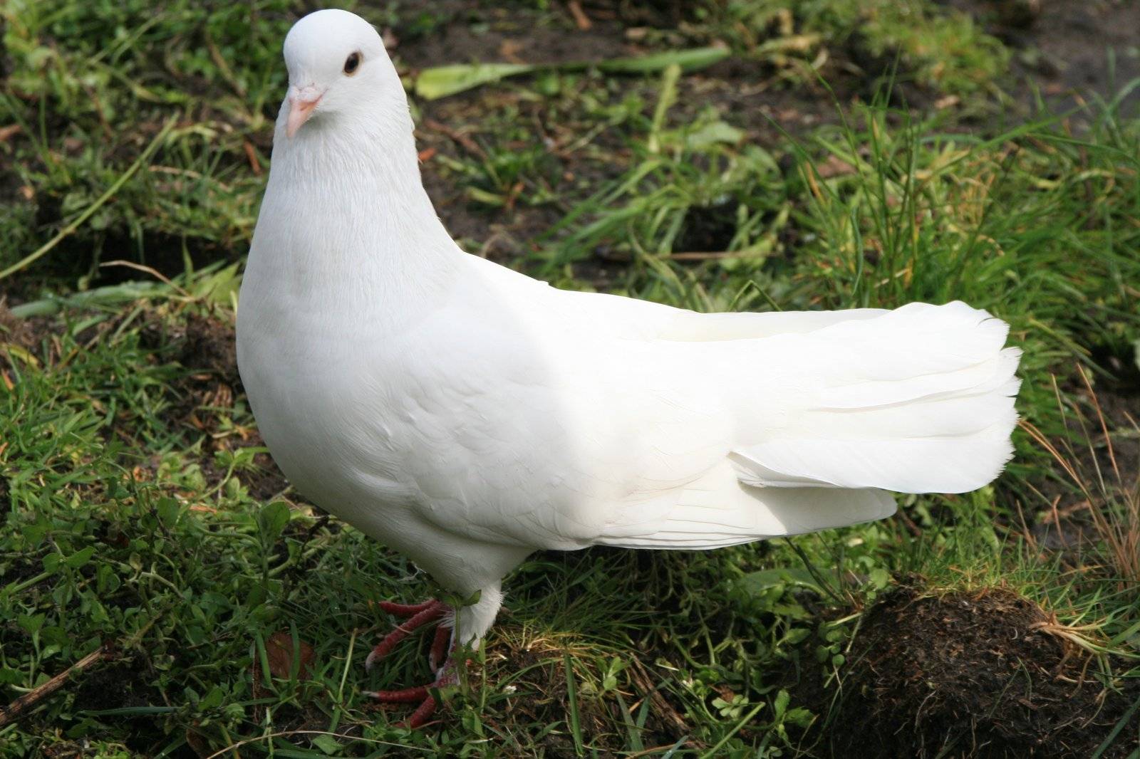 Породы белых голубей