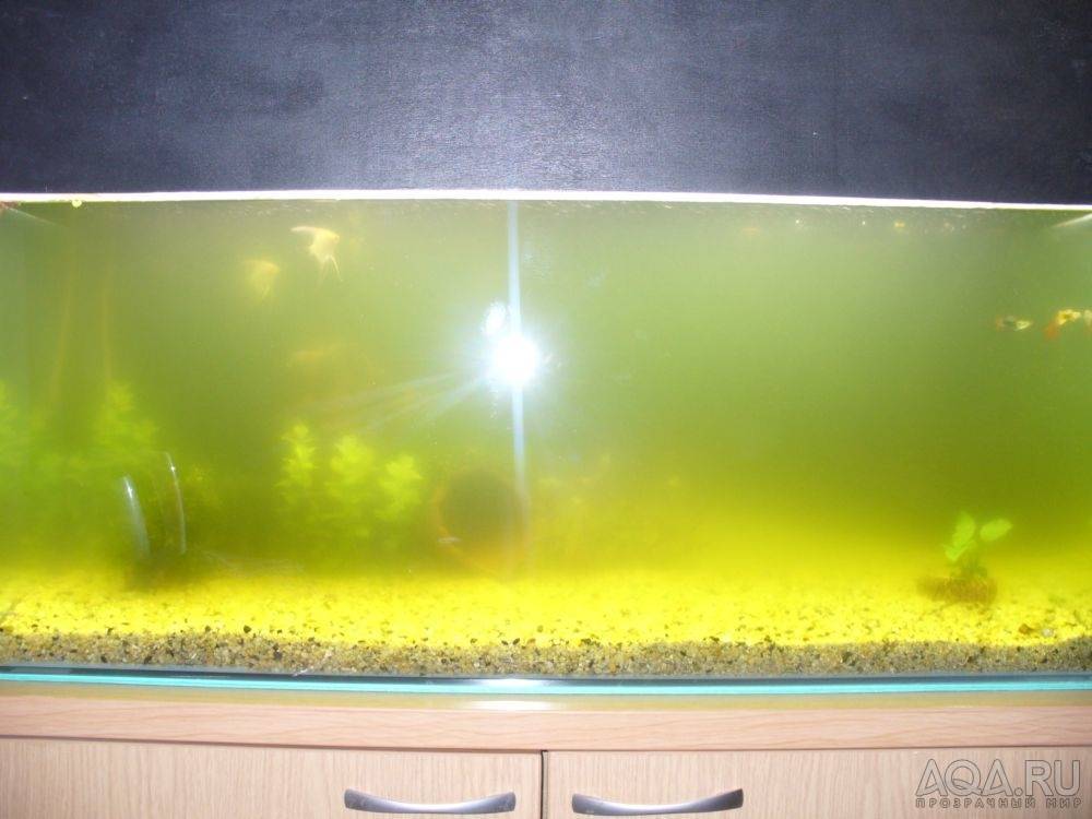 Выясняем, почему зеленеет вода в аквариуме и что с этим делать?