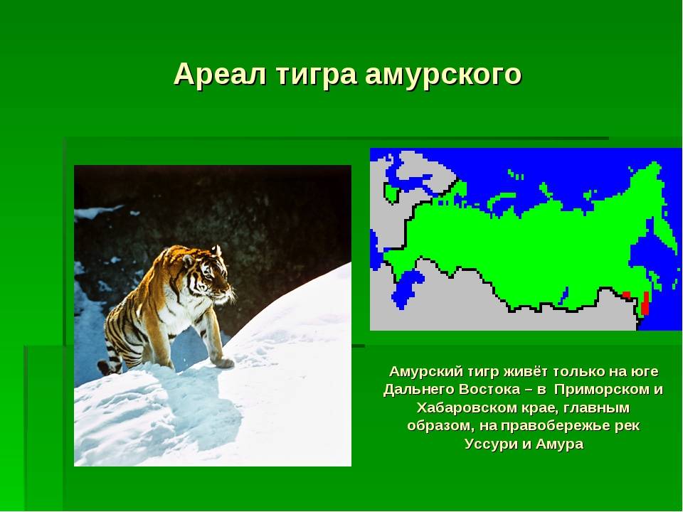 Амурский тигр: описание, где обитает, что ест, размножение