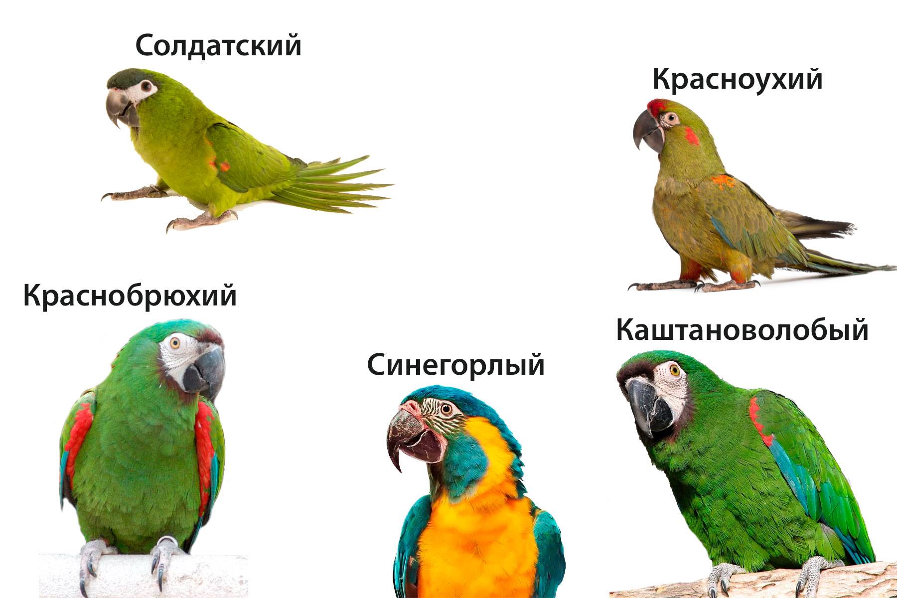 Ара - попугай c зелеными крыльями. виды и содержание в домашних условиях :: syl.ru