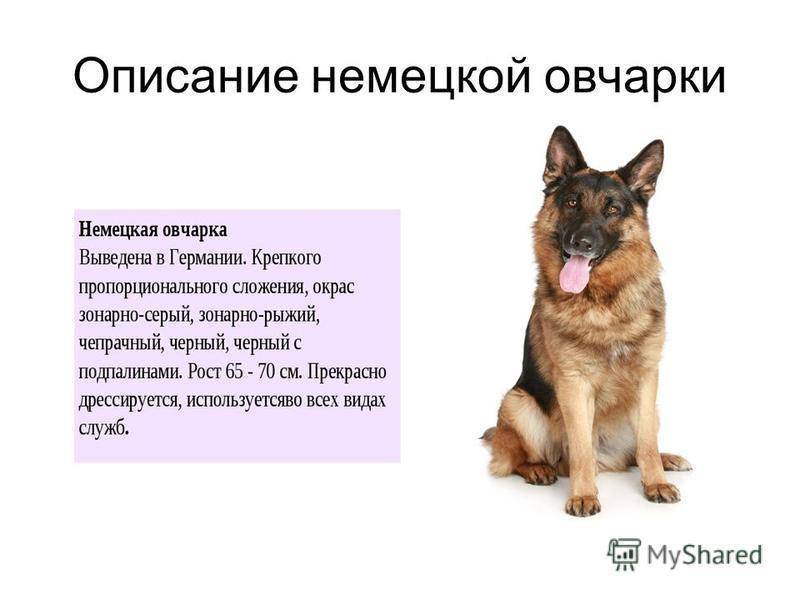 Распространенные породы собак